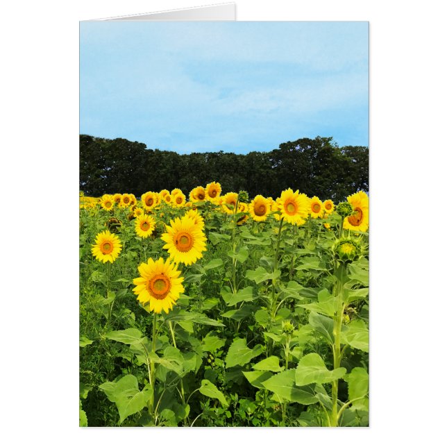 Veld met zonnebloemen (Voorkant)