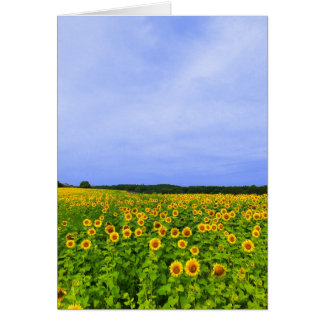 Veld met zonnebloemen