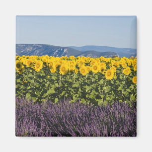 Veld met zonnebloemen en lavendelbloemen, magneet