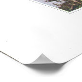 Veld of beemdskikweed - Cerastium arvense Poster (Hoek)