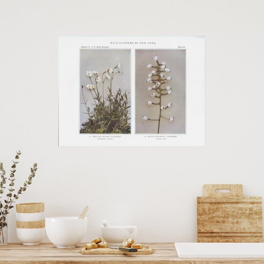 Veld of beemdskikweed - Cerastium arvense Poster (Keuken)