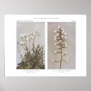 Veld of beemdskikweed - Cerastium arvense Poster