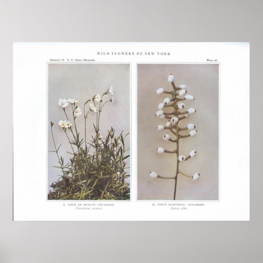 Veld of beemdskikweed - Cerastium arvense Poster (Voorkant)