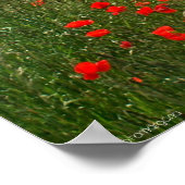 Veld papaver poster (Hoek)