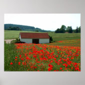 Veld papaver poster (Voorkant)