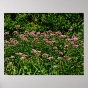 Veld Sweet Joe Pye Weed Flowers Orton Poster