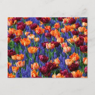 Veld van blauwe, oranje en rode bloemen briefkaart