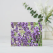 Veld van de Paarse lavender Flowers Briefkaart (Staand voorkant)