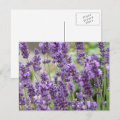 Veld van de Paarse lavender Flowers Briefkaart (Voorkant / Achterkant)