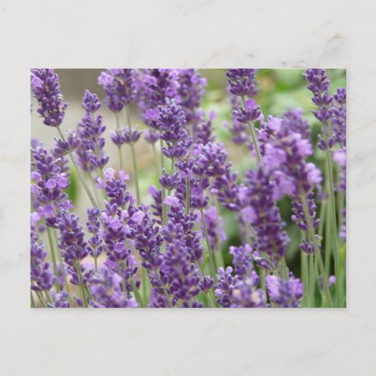 Veld van de Paarse lavender Flowers Briefkaart (Voorkant)