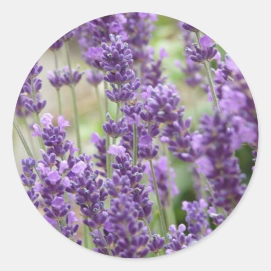 Veld van de Paarse lavender Flowers Ronde Sticker (Voorkant)