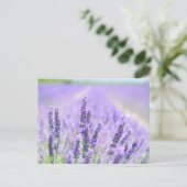 Veld van Lavendel Briefkaart (Staand voorkant)