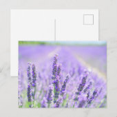 Veld van Lavendel Briefkaart (Voorkant / Achterkant)