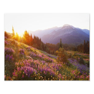 veld van lupine en Olympic Mountains bij Foto Afdruk