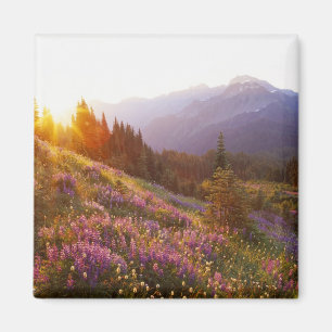 veld van lupine en Olympic Mountains bij Magneet