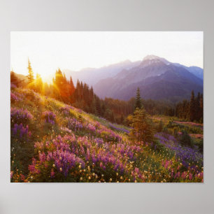 veld van lupine en Olympic Mountains bij Poster