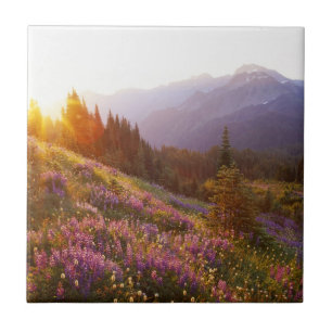 veld van lupine en Olympic Mountains bij Tegeltje