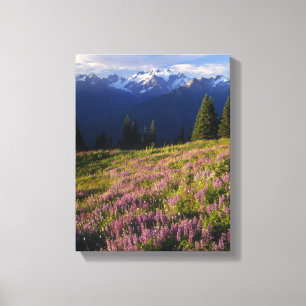 veld van lupine, Mt. Olympus, en wolken bij Canvas Afdruk