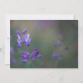 Veld van Lupine RSVP Kaart (Achterkant)