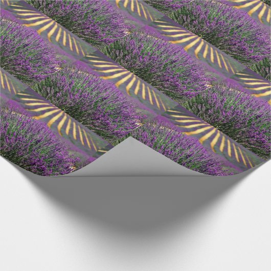 Veld van paarse lavendel cadeaupapier (Hoek)