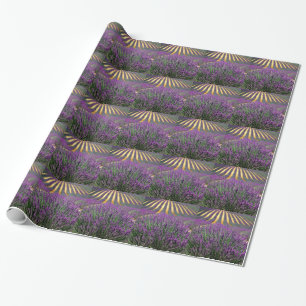 Veld van paarse lavendel cadeaupapier