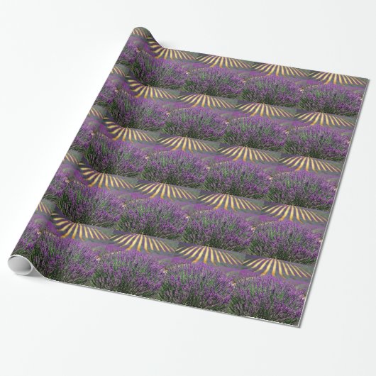 Veld van paarse lavendel cadeaupapier (Uitgerold)