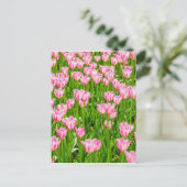 Veld van roze tulpbloemen briefkaart (Staand voorkant)