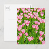 Veld van roze tulpbloemen briefkaart (Voorkant / Achterkant)