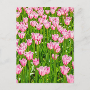 Veld van roze tulpbloemen briefkaart