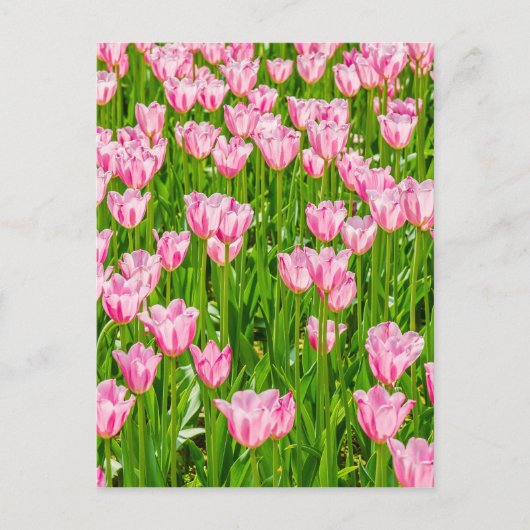 Veld van roze tulpbloemen briefkaart (Voorkant)