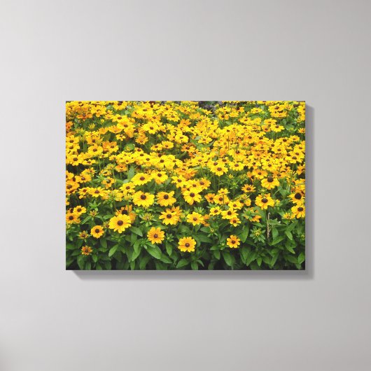 Veld van zwarte-ogige susans canvas afdruk (Voorkant)
