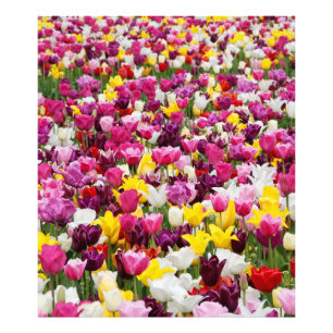 Veld vol tulpen foto afdruk