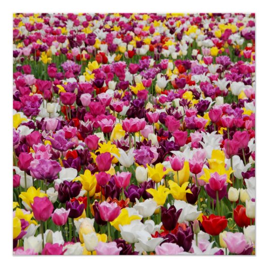 Veld vol tulpen perfect poster (Voorkant)