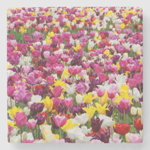 Veld vol tulpen stenen onderzetter