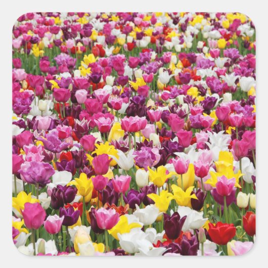 Veld vol tulpen vierkante sticker (Voorkant)