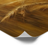 veld voor de oogst van goudtarwe poster (Hoek)