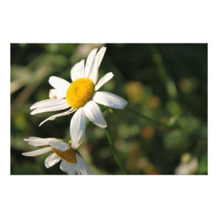 Veld Witte Madeliefjes Bloemen Foto Afdruk