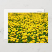 Veldbeemdje met kleine gele wilde bloemen briefkaart (Voorkant / Achterkant)