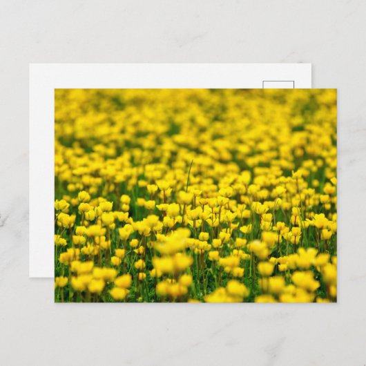 Veldbeemdje met kleine gele wilde bloemen briefkaart (Voorkant / Achterkant)
