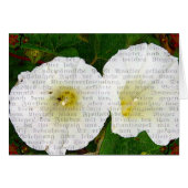 Veldbindweed (Voorkant Horizontaal)