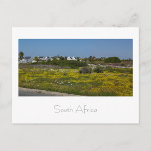 Velddrif West Coast Wild Flowers South Africa SA. Briefkaart