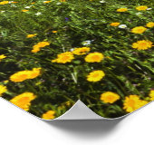 Velden in Springtime nabij Guadalupe Poster (Hoek)