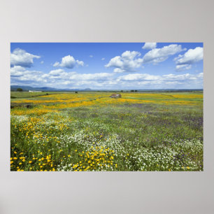 Velden in Springtime nabij Guadalupe Poster
