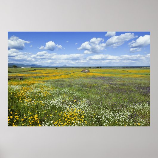 Velden in Springtime nabij Guadalupe Poster (Voorkant)