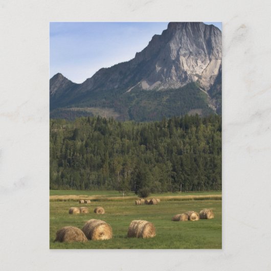 Velden met gehooid hooi, Alberta, Canada Briefkaart (Voorkant)