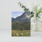 Velden met gehooid hooi, Alberta, Canada Briefkaart (Staand voorkant)