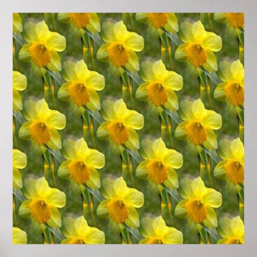 Velden van Daffodils... Poster (Voorkant)