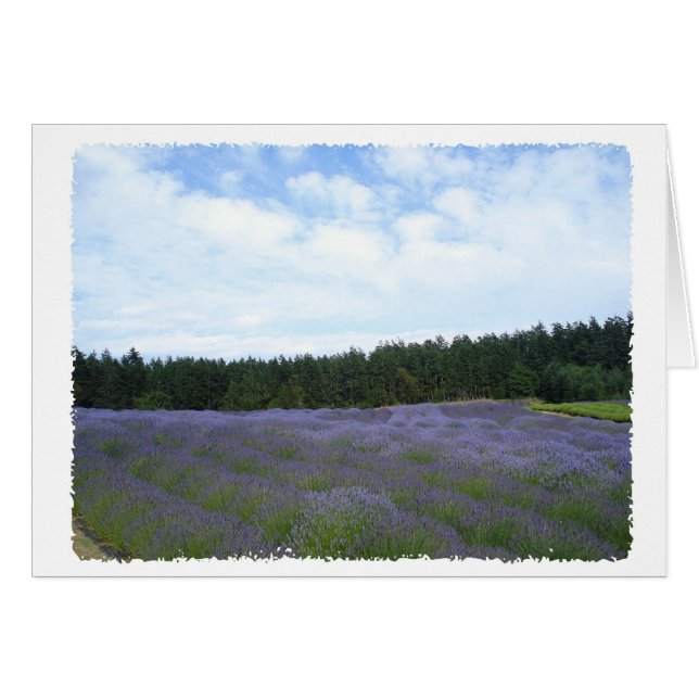 Velden van lavendel (Voorkant Horizontaal)