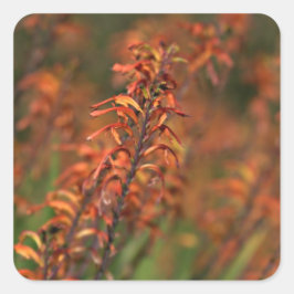 Velden van Oranje Agave Vierkante Sticker