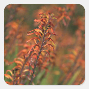 Velden van Oranje Agave Vierkante Sticker